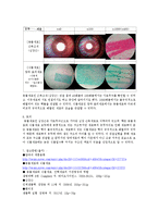 생물 실험 - 진핵생물(동물세포, 식물세포) 현미경 관찰-3
