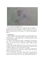 생물학 실험 - 현미경 사용법과 동식물 세포관찰-4