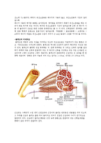 운동생리학 - 에너지 생성시스템 정리 및 골격근의 미세구조와 근 수축 기전 정리-2