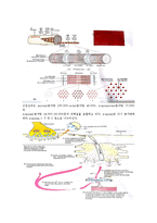 운동생리학 - 에너지 생성시스템 정리 및 골격근의 미세구조와 근 수축 기전 정리-4