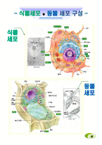 생명공학 - 세포의 관찰-6