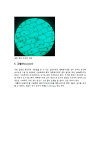 일반생물학 - 현미경의 구조와 기능 실험-5