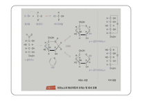 탄수화물 PPT 파워포인트(식품화학)-20