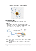 동물발생학 - 정자형성과정과 난자형성과정에 대해-1