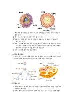 동물발생학 - 정자형성과정과 난자형성과정에 대해-3