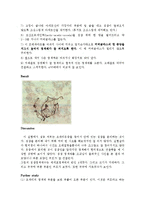 공학생물학 및 실험 - 초파리 침샘염색체 관찰-2
