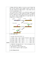 영양생화학 실험 - SDS-PAGE에 의한 단백질 분리와 Western Blotting-2