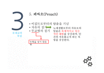 유대교의 역사와 문화-17