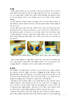 [아동학] 놀이와 지적 발달-10