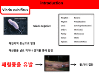 [응용미생물학] Real-Time PCR Analysis of Vibrio vulnificus from Oysters-3