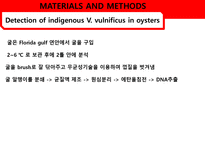 [응용미생물학] Real-Time PCR Analysis of Vibrio vulnificus from Oysters-12