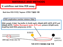 [응용미생물학] Real-Time PCR Analysis of Vibrio vulnificus from Oysters-14
