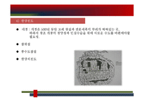 조선전기의 정치-5