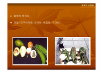 [음식문화] 페루의 식문화-15