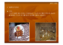 [음식문화] 페루의 식문화-17