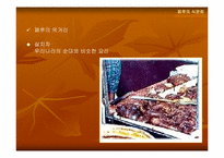 [음식문화] 페루의 식문화-20