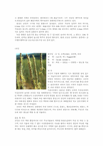 [식품재료학] 곡류-5