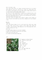[식품재료학] 곡류-13