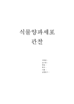 식물 양파세포의 관찰-1