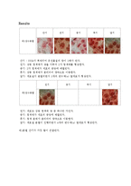 감수 분열의 관찰-3