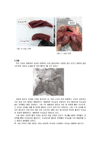 돼지 심장의 해부를 통한 심장구조 관찰(결과)-4