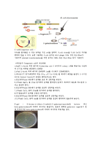 미생물 형질전환 판별-3