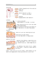 생리학 - 신장 레포트-2