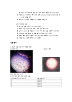 실험1.세포의 관찰-3