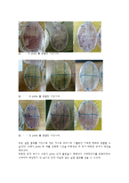Alcohol과 비누의 소독효과-6