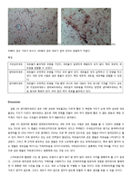 세포관찰 레포트-4