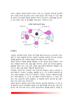 [태내발달과정] 태내발달의 단계(배종기, 배아기, 태아기)-3