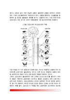 [신경계 구조] 신경계의 구조와 기능(말초신경계, 중추신경계)-3