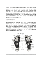 [발반사요법] 발반사요법의 개념과 적용 및 원리, 발의 구조와 반사구, 발반사요법(발반사마사지)의 시행과정-3