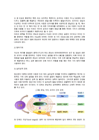 [아동발달이론 - 정신분석이론] 아동발달의 정신분석적 관점(심리성적이론, 심리사회적 이론, 정신분석이론의 평가, 발달적 쟁점)-3