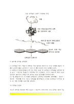 [영양소-단백질] 단백질의 구조와 기능, 단백질 섭취방법, 단백질권장량-4