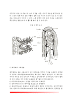 [소화기관] 소화기관과 소화 - 입, 위장, 소장, 대장에서의 소화-4