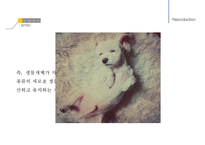 남성생식, 남성생식기, 남성생식기구조, 정자형성과정, 성기능, 테스토스테론, Testosterone-4