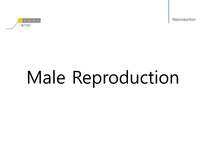 남성생식, 남성생식기, 남성생식기구조, 정자형성과정, 성기능, 테스토스테론, Testosterone-6
