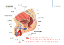 남성생식, 남성생식기, 남성생식기구조, 정자형성과정, 성기능, 테스토스테론, Testosterone-7