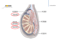 남성생식, 남성생식기, 남성생식기구조, 정자형성과정, 성기능, 테스토스테론, Testosterone-8
