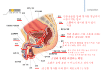 남성생식, 남성생식기, 남성생식기구조, 정자형성과정, 성기능, 테스토스테론, Testosterone-9