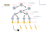 남성생식, 남성생식기, 남성생식기구조, 정자형성과정, 성기능, 테스토스테론, Testosterone-10