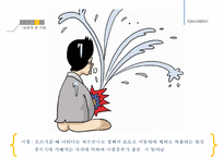 남성생식, 남성생식기, 남성생식기구조, 정자형성과정, 성기능, 테스토스테론, Testosterone-12