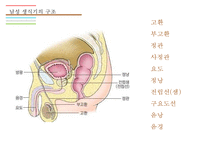 남성생식기, 남성생식, Male Reproduction, 남성생식기구조, 정자형성과정, 남성의성기능, 테스토스테론,-4