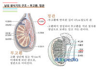 남성생식기, 남성생식, Male Reproduction, 남성생식기구조, 정자형성과정, 남성의성기능, 테스토스테론,-6