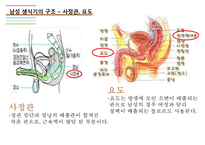 남성생식기, 남성생식, Male Reproduction, 남성생식기구조, 정자형성과정, 남성의성기능, 테스토스테론,-7