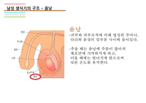 남성생식기, 남성생식, Male Reproduction, 남성생식기구조, 정자형성과정, 남성의성기능, 테스토스테론,-10