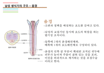 남성생식기, 남성생식, Male Reproduction, 남성생식기구조, 정자형성과정, 남성의성기능, 테스토스테론,-11