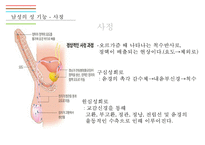남성생식기, 남성생식, Male Reproduction, 남성생식기구조, 정자형성과정, 남성의성기능, 테스토스테론,-14