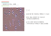 남성생식기, 남성생식, Male Reproduction, 남성생식기구조, 정자형성과정, 남성의성기능, 테스토스테론,-15